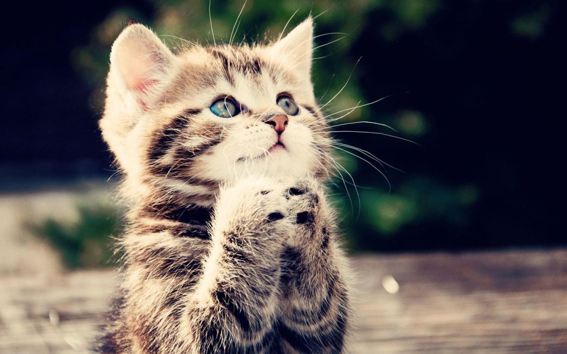 Top 50 hình nền mèo con dễ thương và đáng yêu nhất