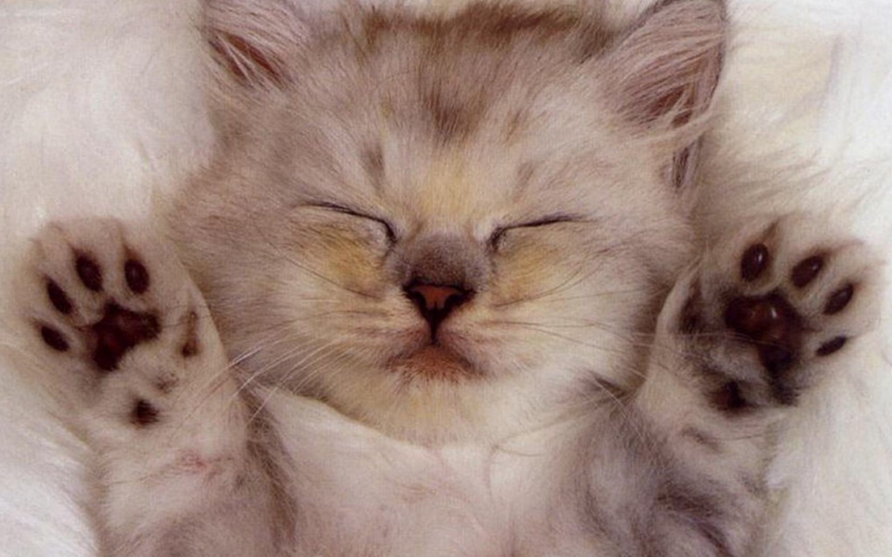 Top 50 hình nền mèo con dễ thương và đáng yêu nhất