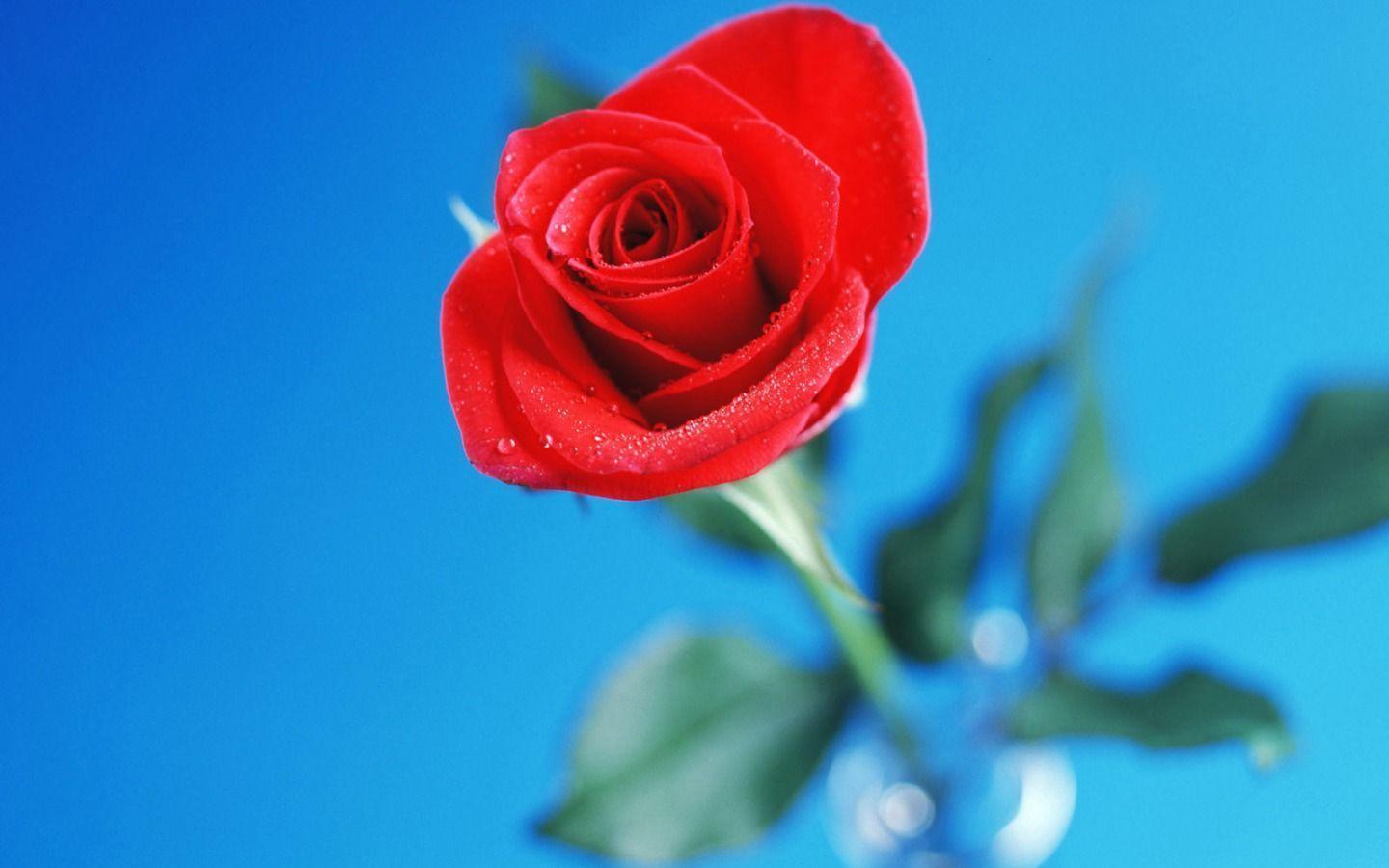 BST 99 Hình nền Hoa Hồng đẹp nhất gửi tặng người yêu