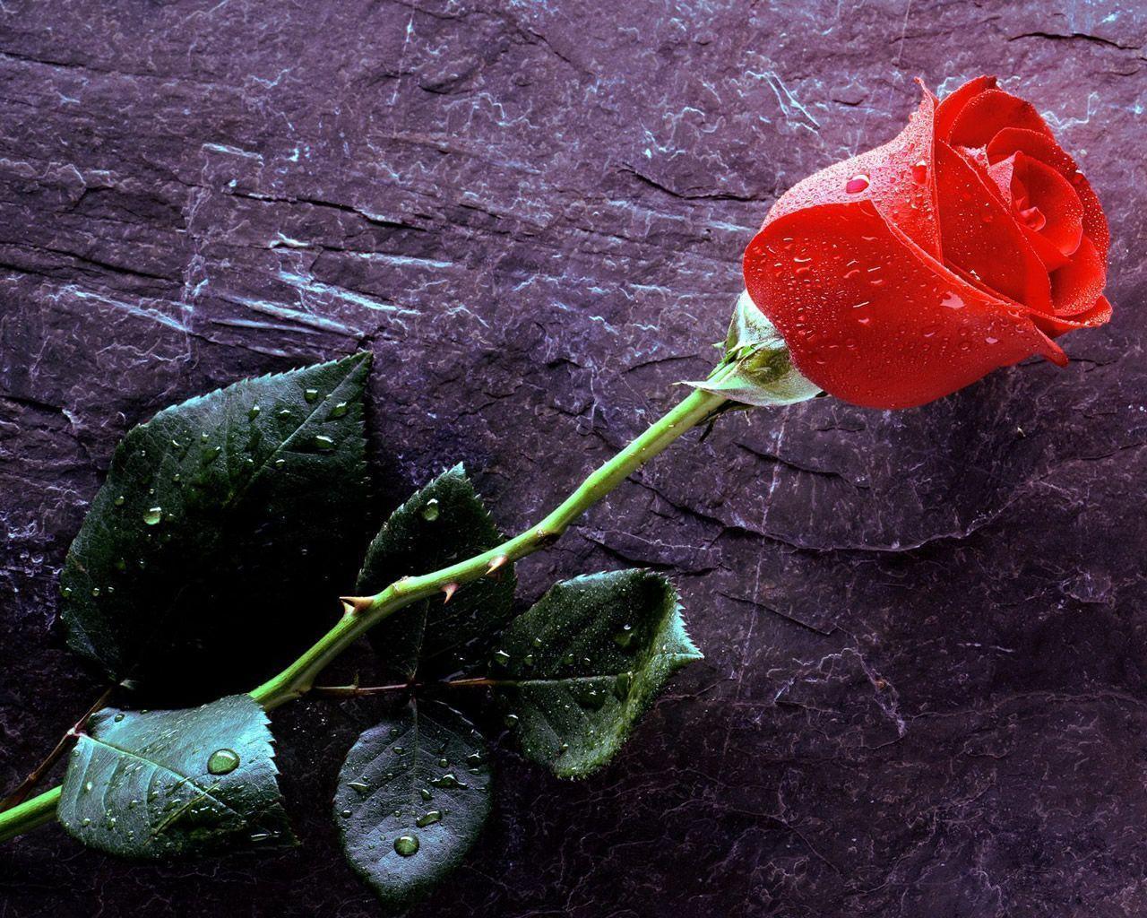 hình ảnh đẹp về hoa hồng | Z photos