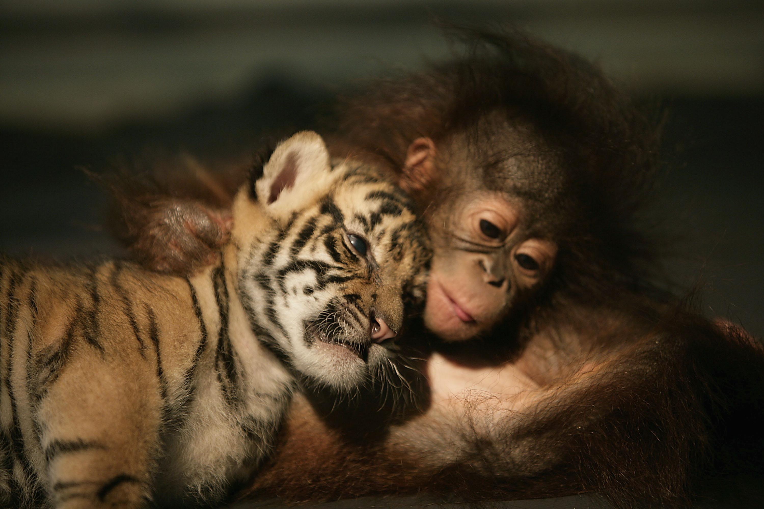 Top 120 hình nền động vật đáng yêu và dễ thương nhất thế giới