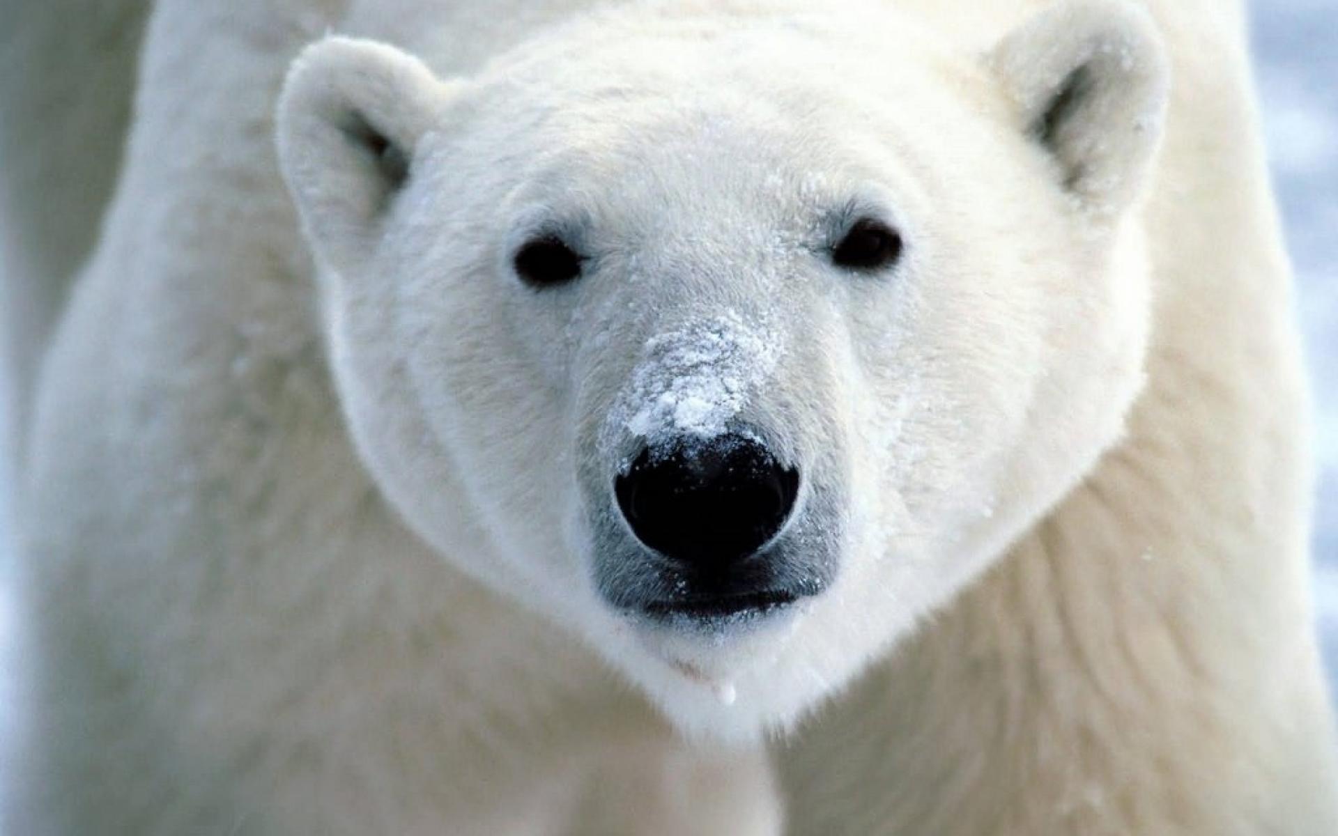 Hình ảnh đẹp của gấu bắc cực