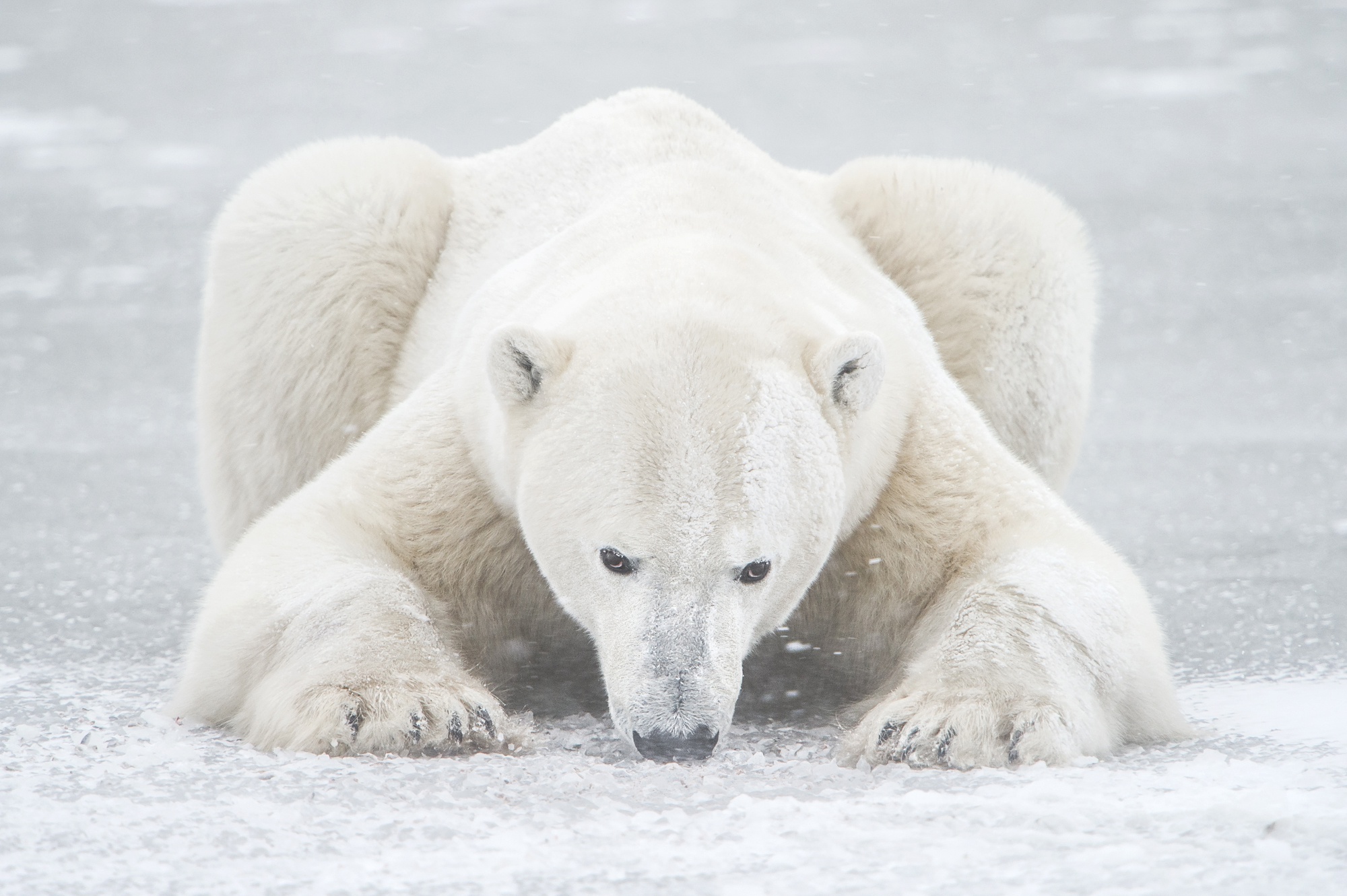 Top 100 hình ảnh gấu bắc cực đẹp và dễ thương nhất thế giới