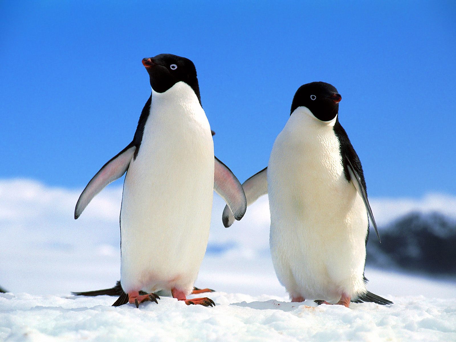 Hình ảnh chim cánh cụt dễ thương đáng yêu
