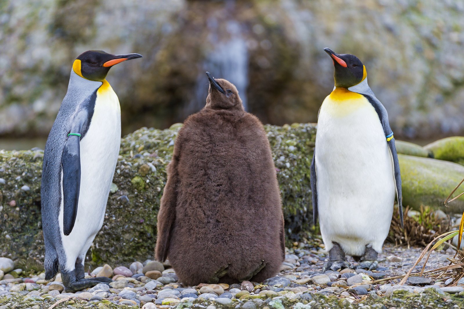 Top 50 hình ảnh chim cánh cụt dễ thương đặc sắc nhất thế giới
