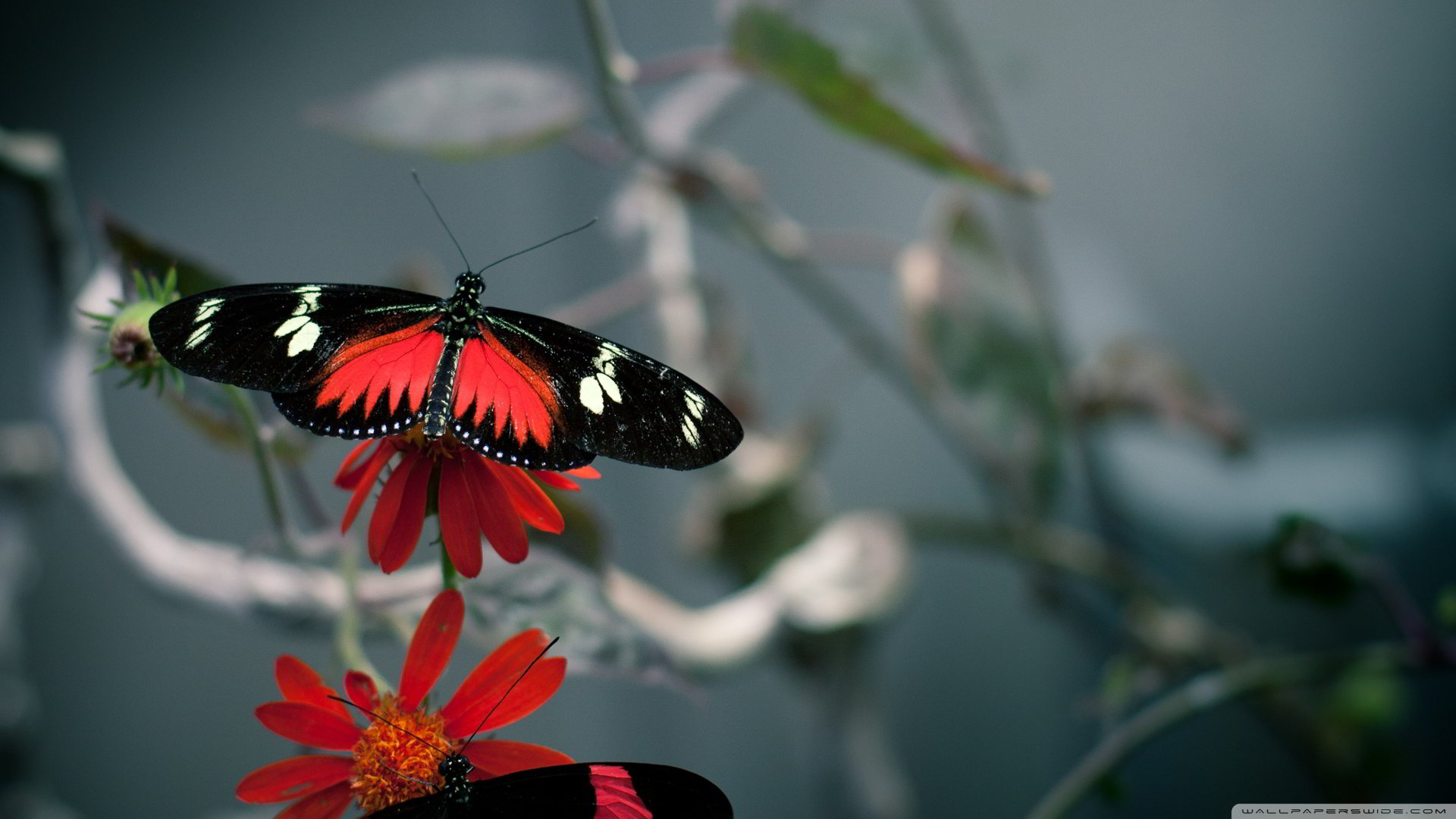Top 50 hình nền bươm bướm đẹp nhất thế giới full HD