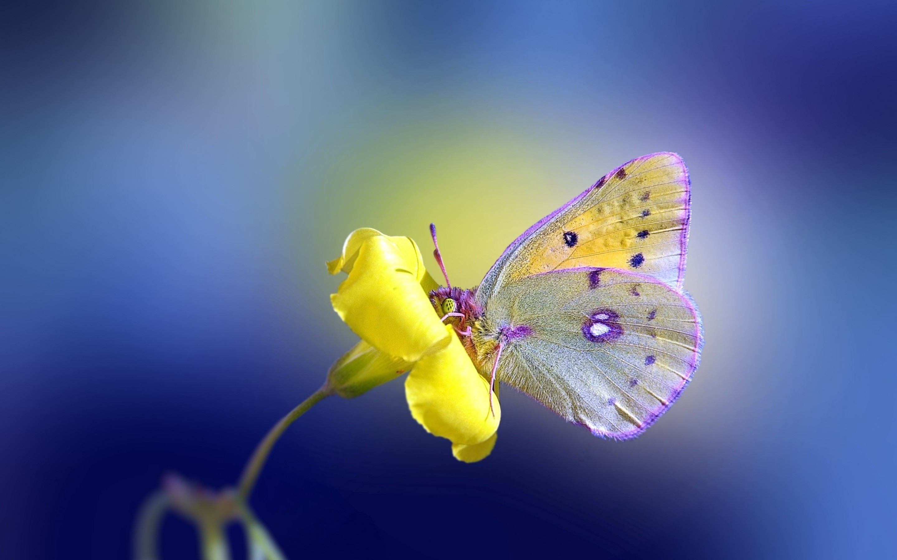 Top 50 hình nền bươm bướm đẹp nhất thế giới full HD