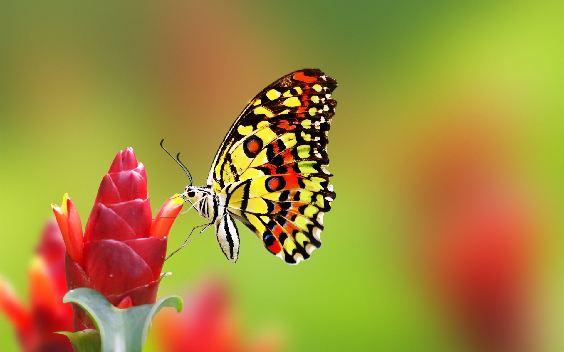 Hình nền bươm bướm đẹp