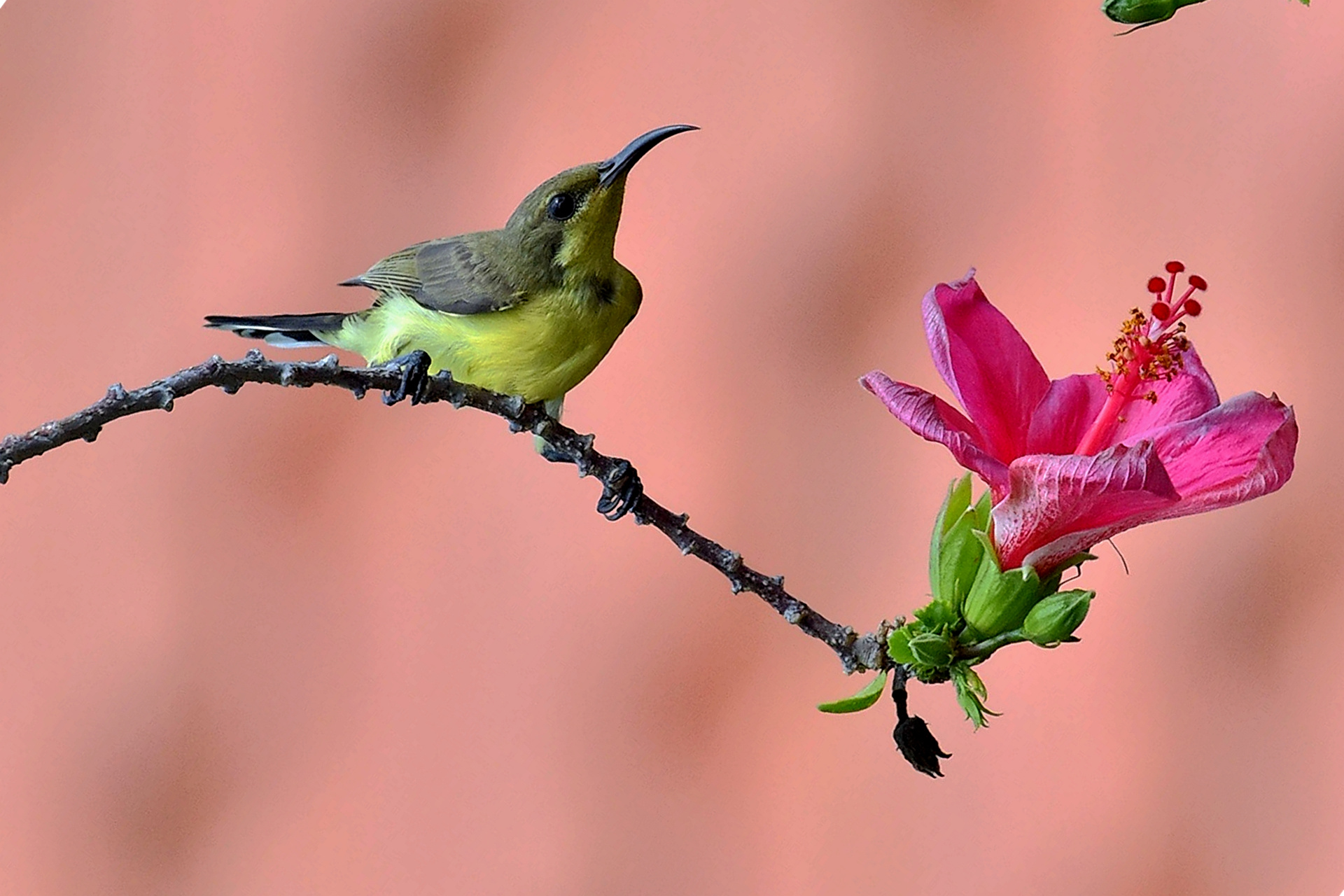 Top 50 Hình ảnh chim đẹp nhất thế giới nhìn là mê