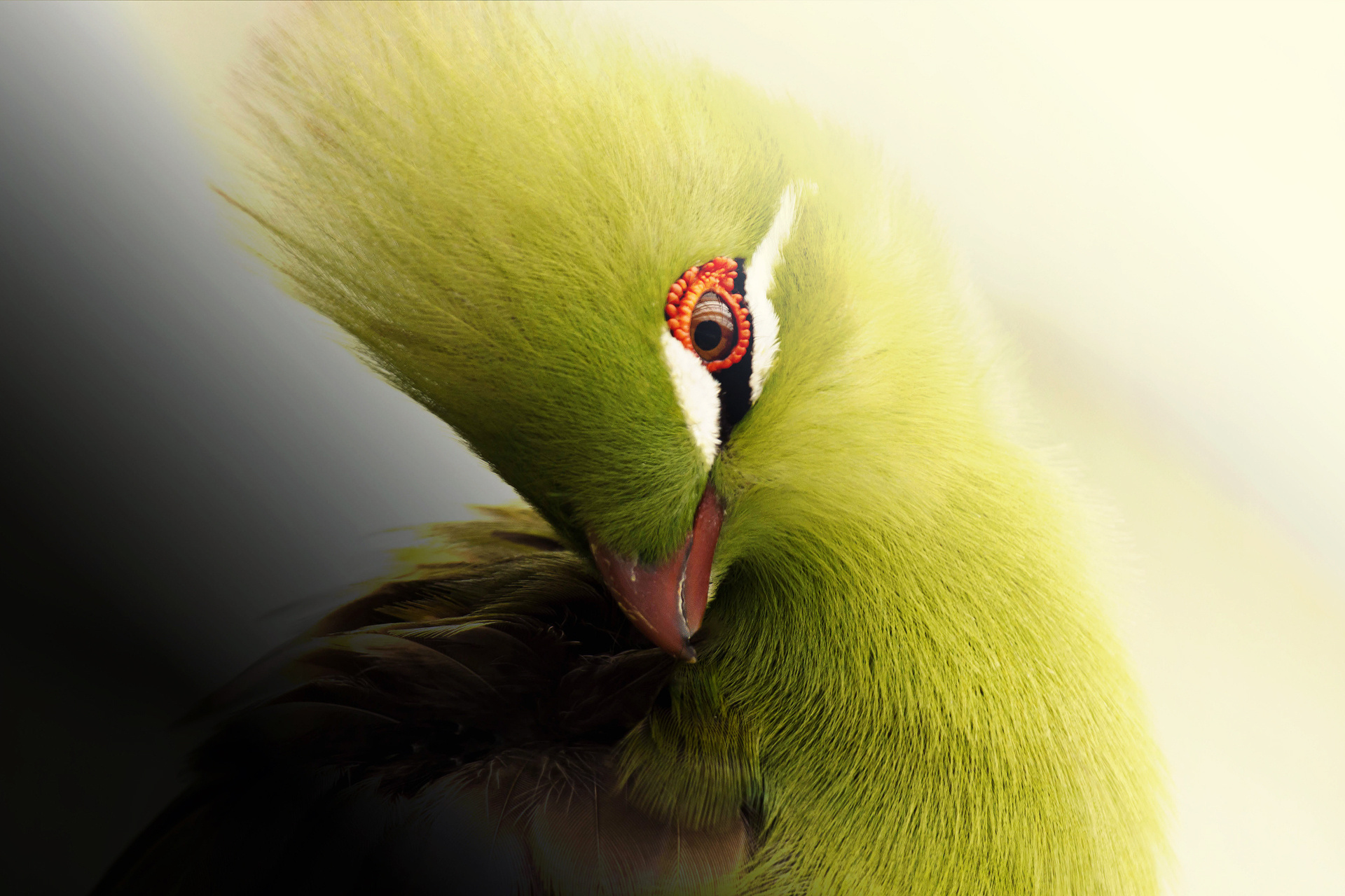 Top 50 Hình ảnh chim đẹp nhất thế giới nhìn là mê