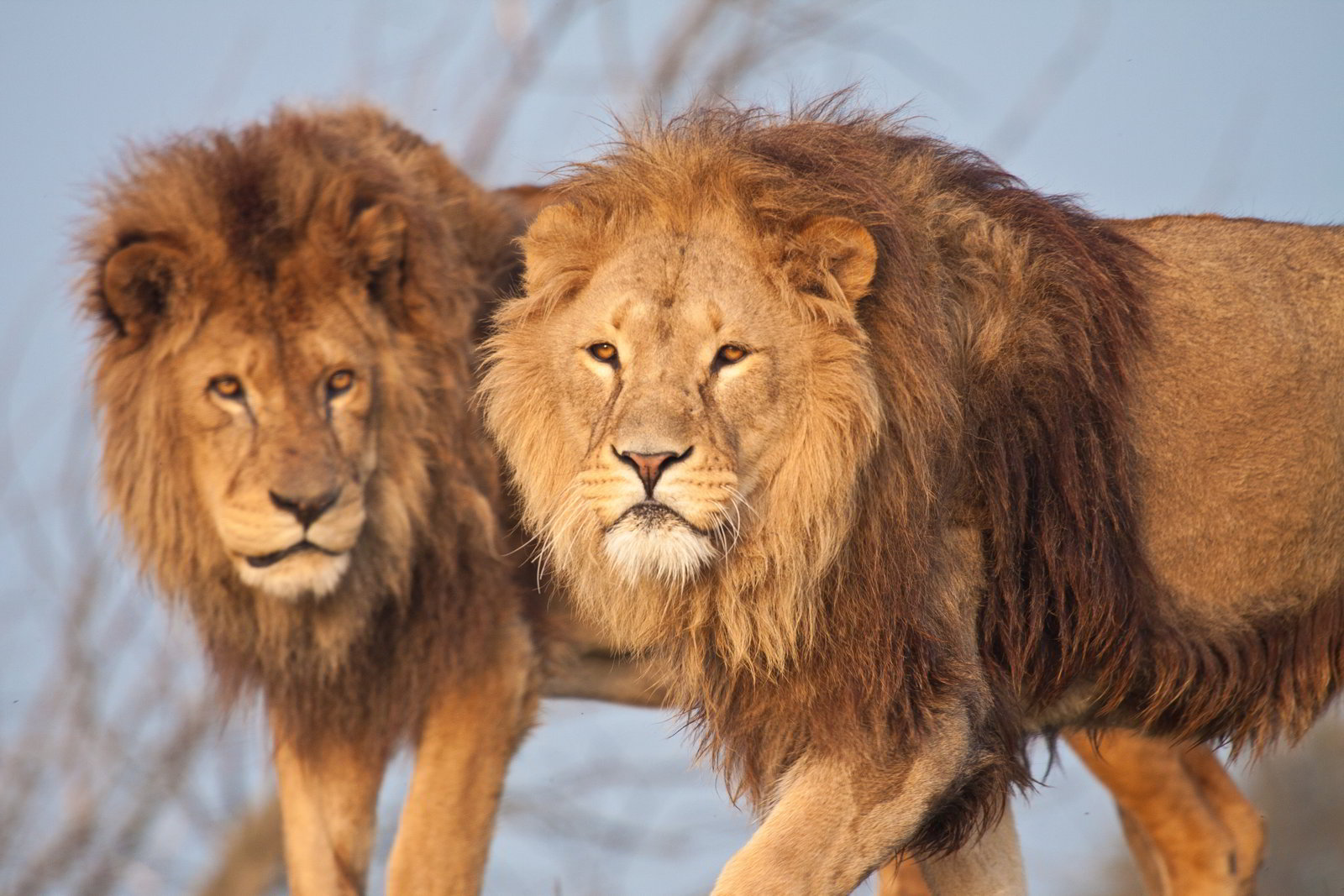 Hình nền sư tử trong thiên nhiên hoang dã đẹp nhất thế giới