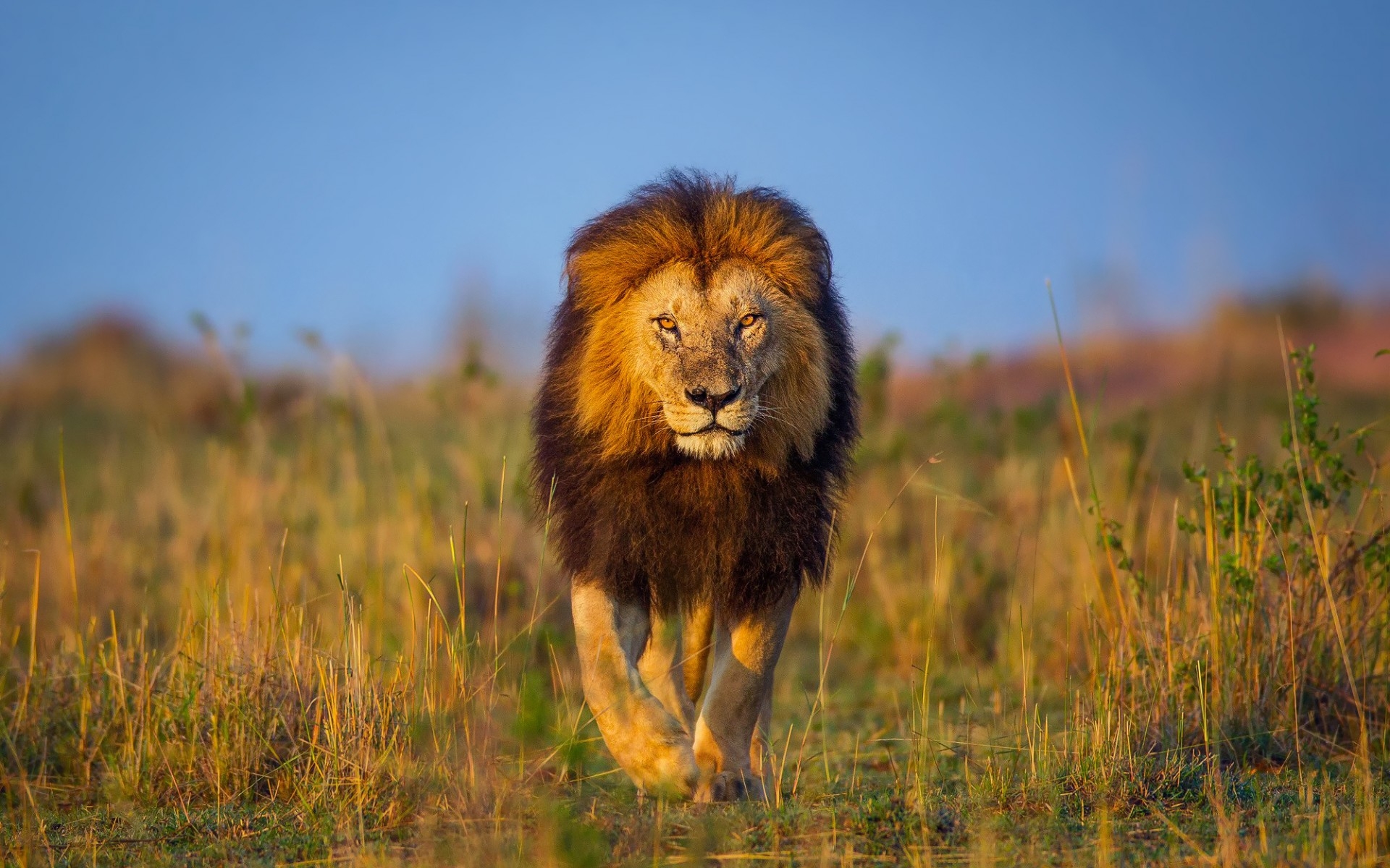 Hình nền sư tử trong thiên nhiên hoang dã đẹp nhất thế giới