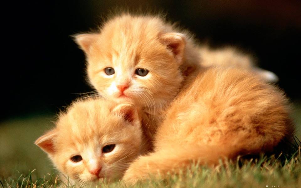 Top 40 hình ảnh mèo con kute đáng yêu nhất thế giới