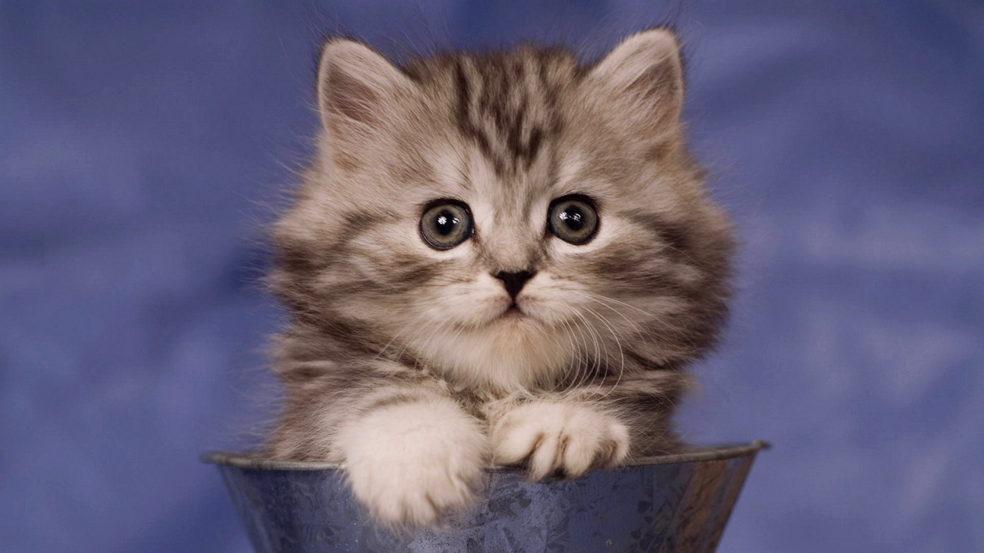 Top 40 hình ảnh mèo con kute đáng yêu nhất thế giới
