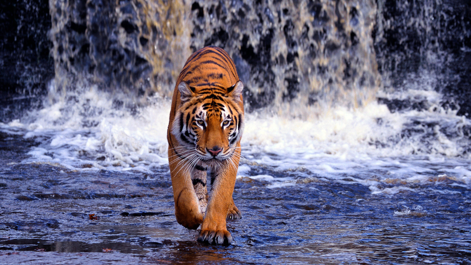 Hình nền động vật hoang dã đa dạng và phong phú nhất thế giới