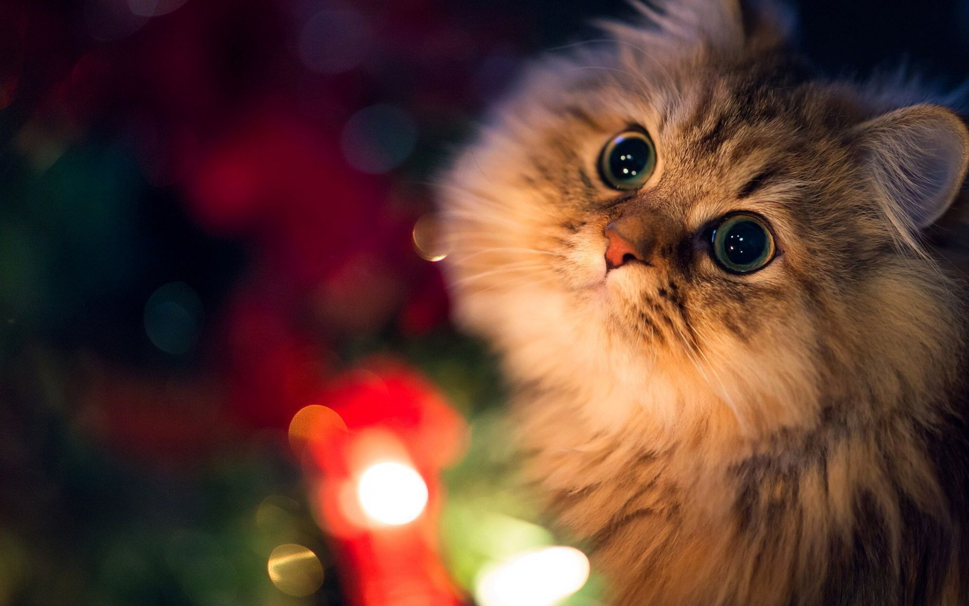 Top 50 hình nền mèo con đáng yêu dễ thương nhất thế giới