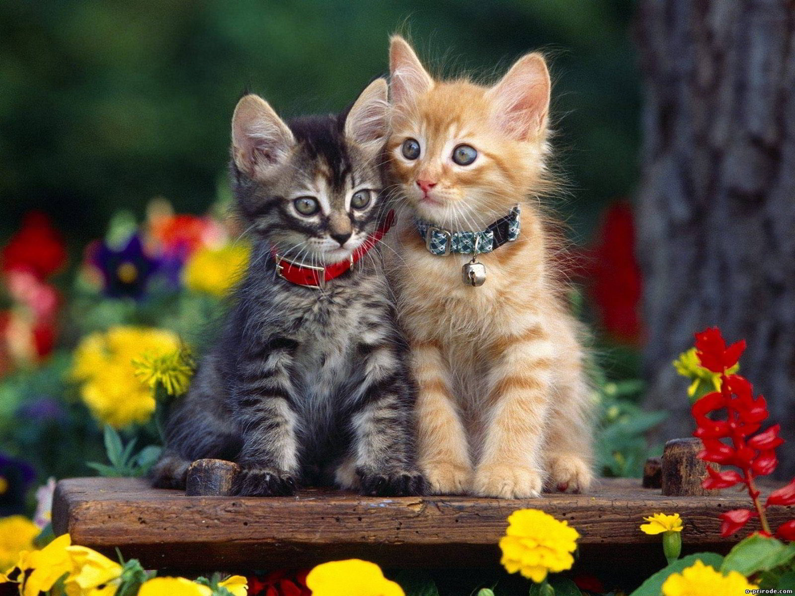 Top 50 hình nền mèo con đáng yêu dễ thương nhất thế giới