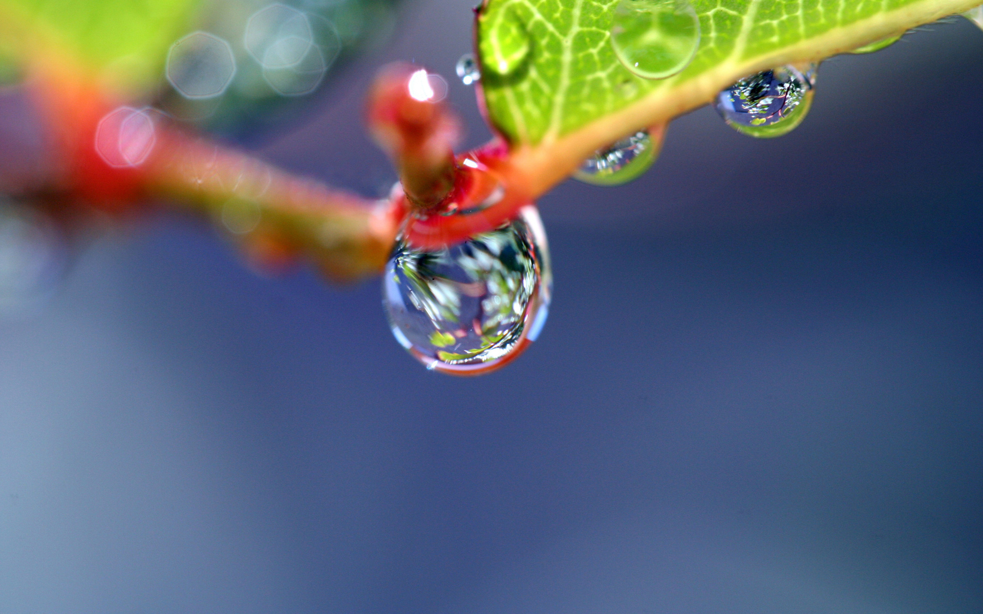 Hình nền giọt nước trên lá đẹp lung linh kỳ diệu
