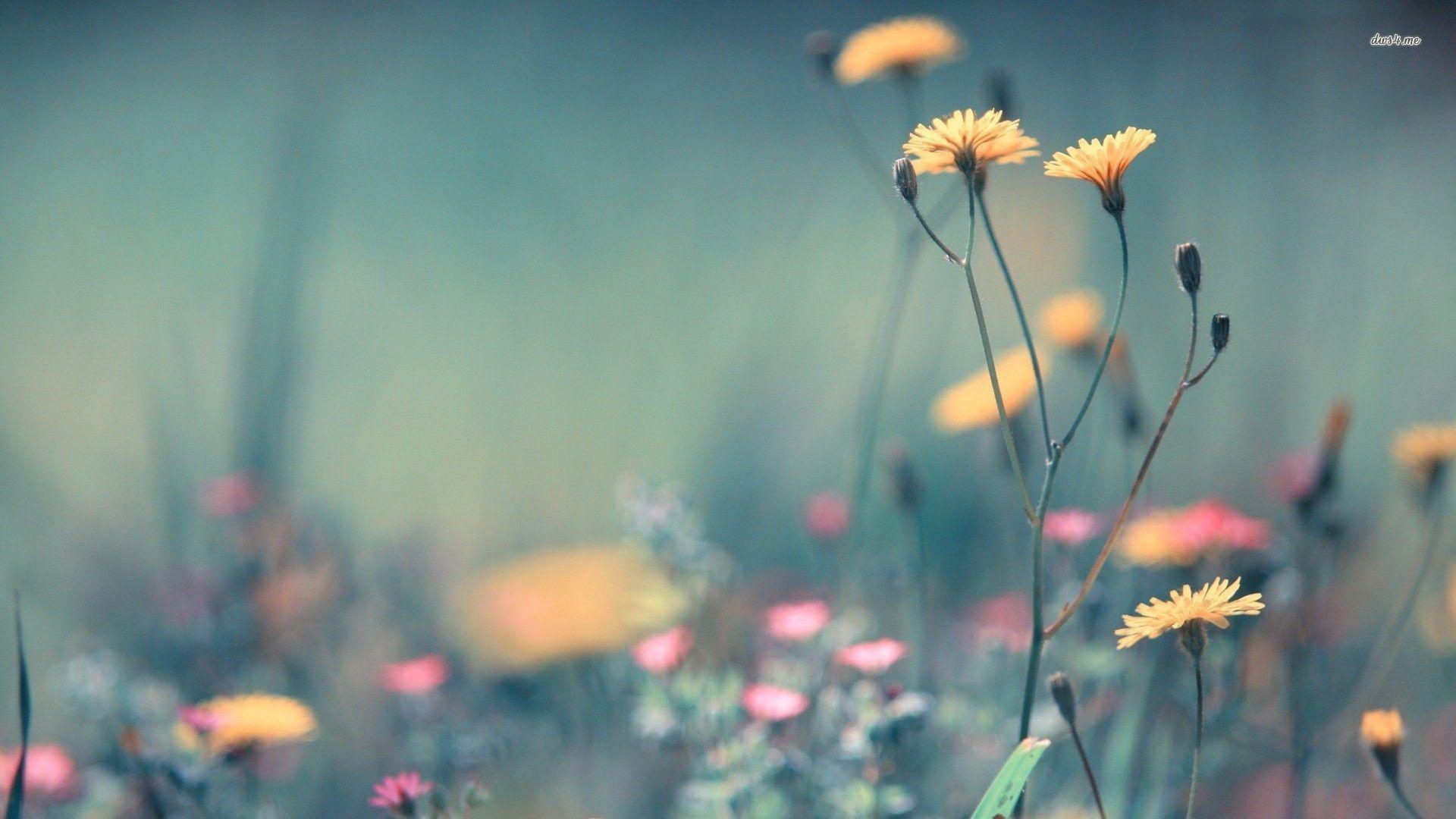 Top 30 hình ảnh hoa cỏ dại đẹp nhất thế giới mê đắm lòng người