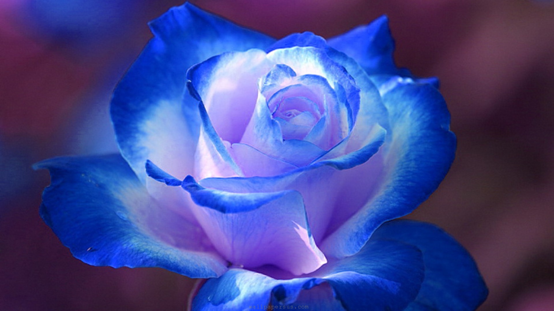 Top hình ảnh hoa hồng xanh đẹp nhất thế giới – Blue Rose