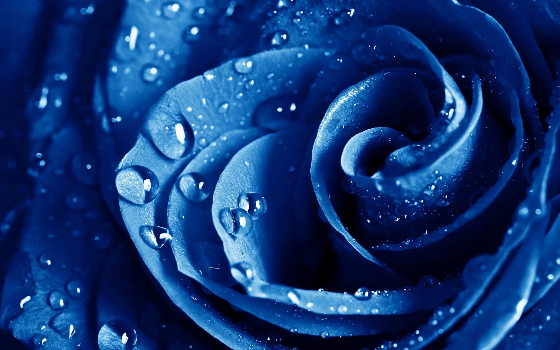 Top hình ảnh hoa hồng xanh đẹp nhất thế giới – Blue Rose