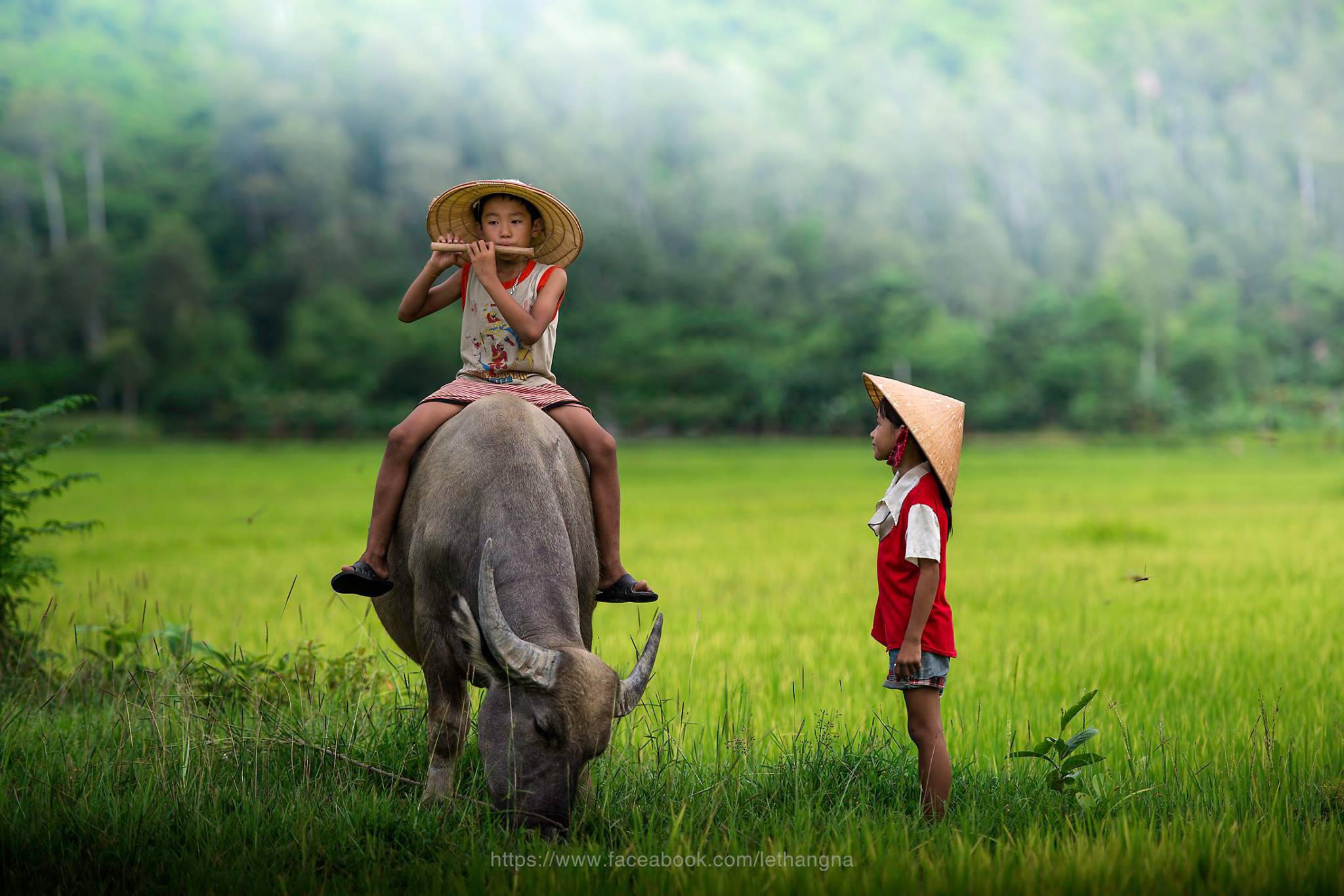 hình ảnh nông thôn Việt Nam
