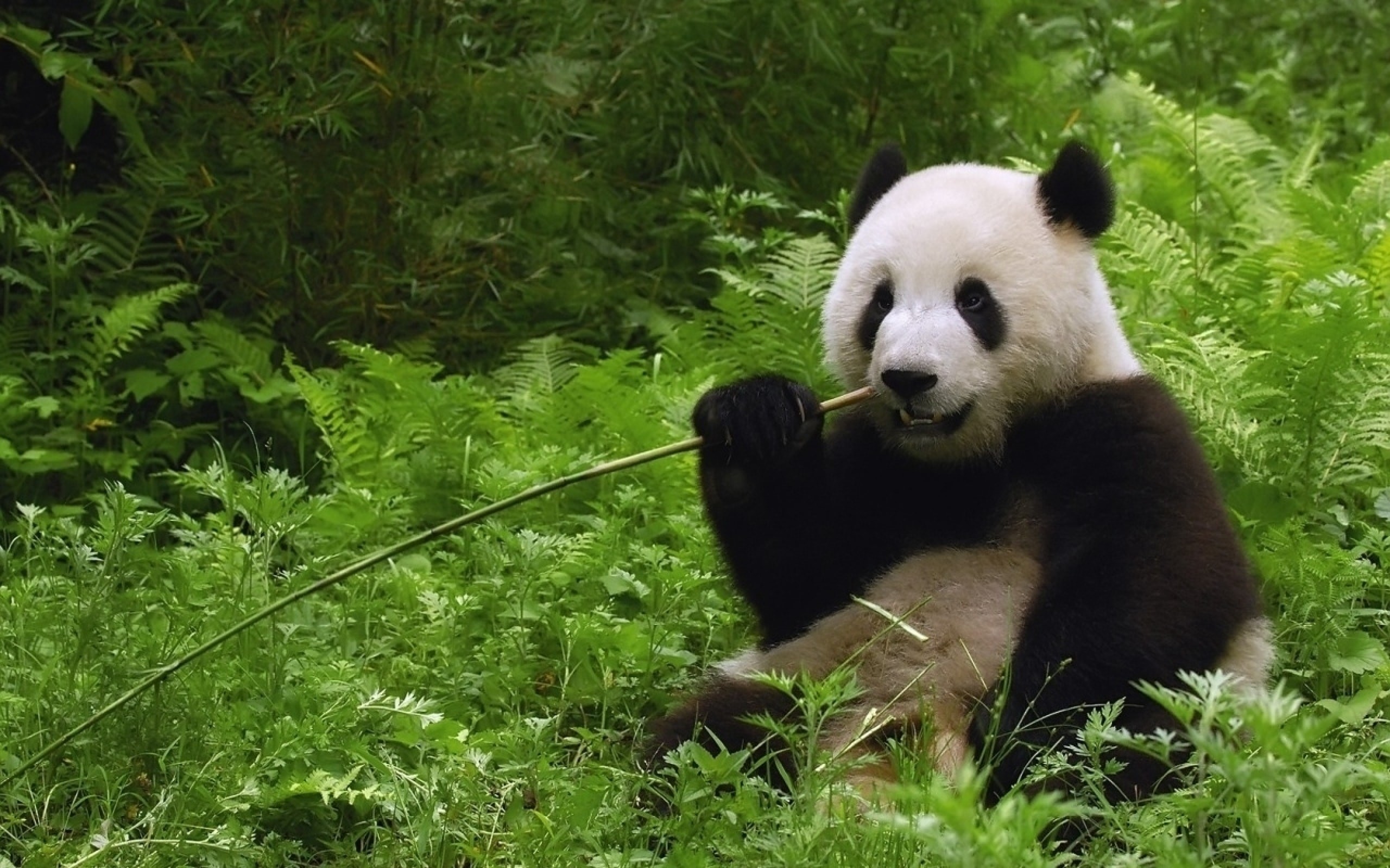 Top 50 hình ảnh gấu trúc Panda dễ thương đáng yêu nhất