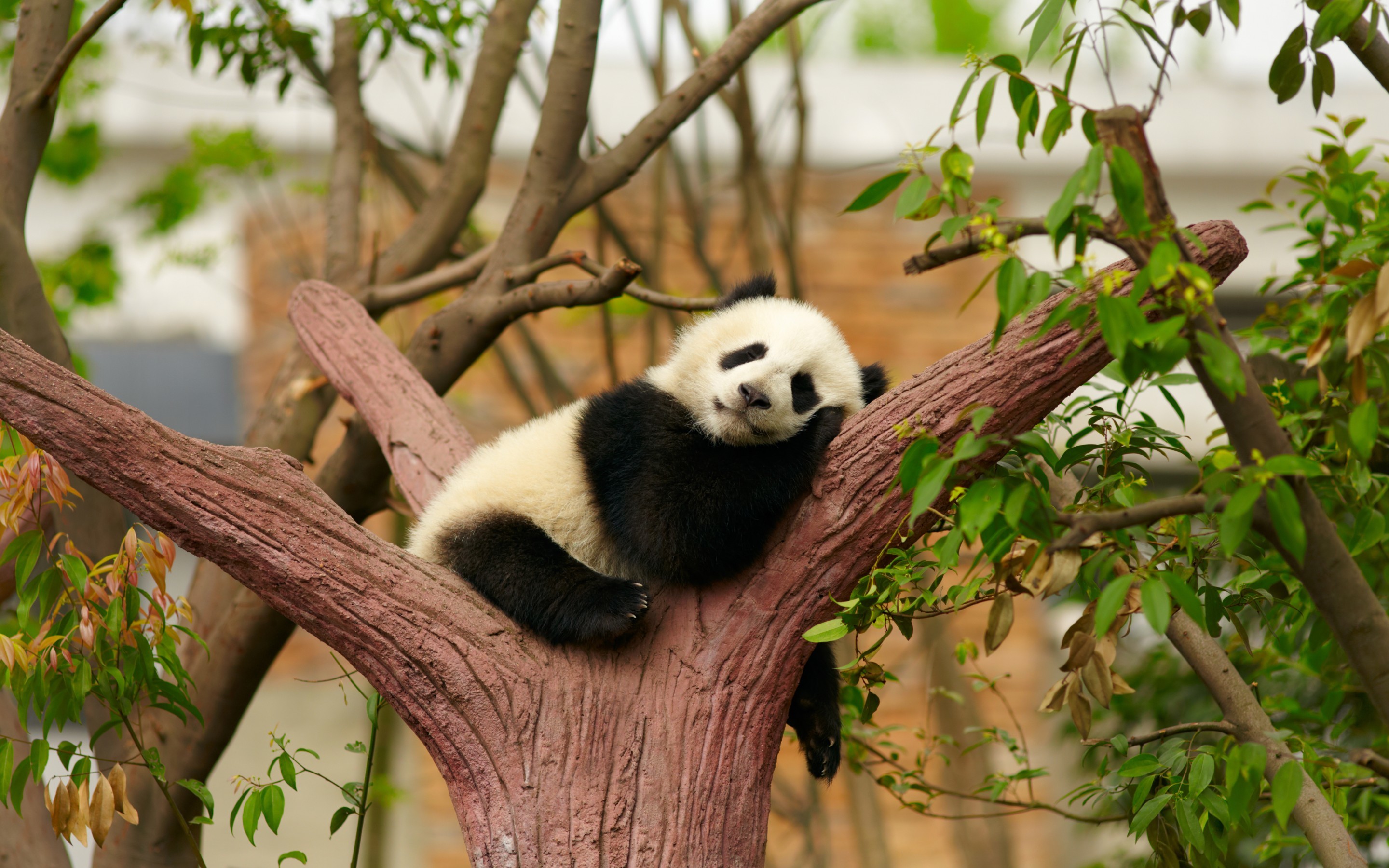 Top 50 hình ảnh gấu trúc Panda dễ thương đáng yêu nhất