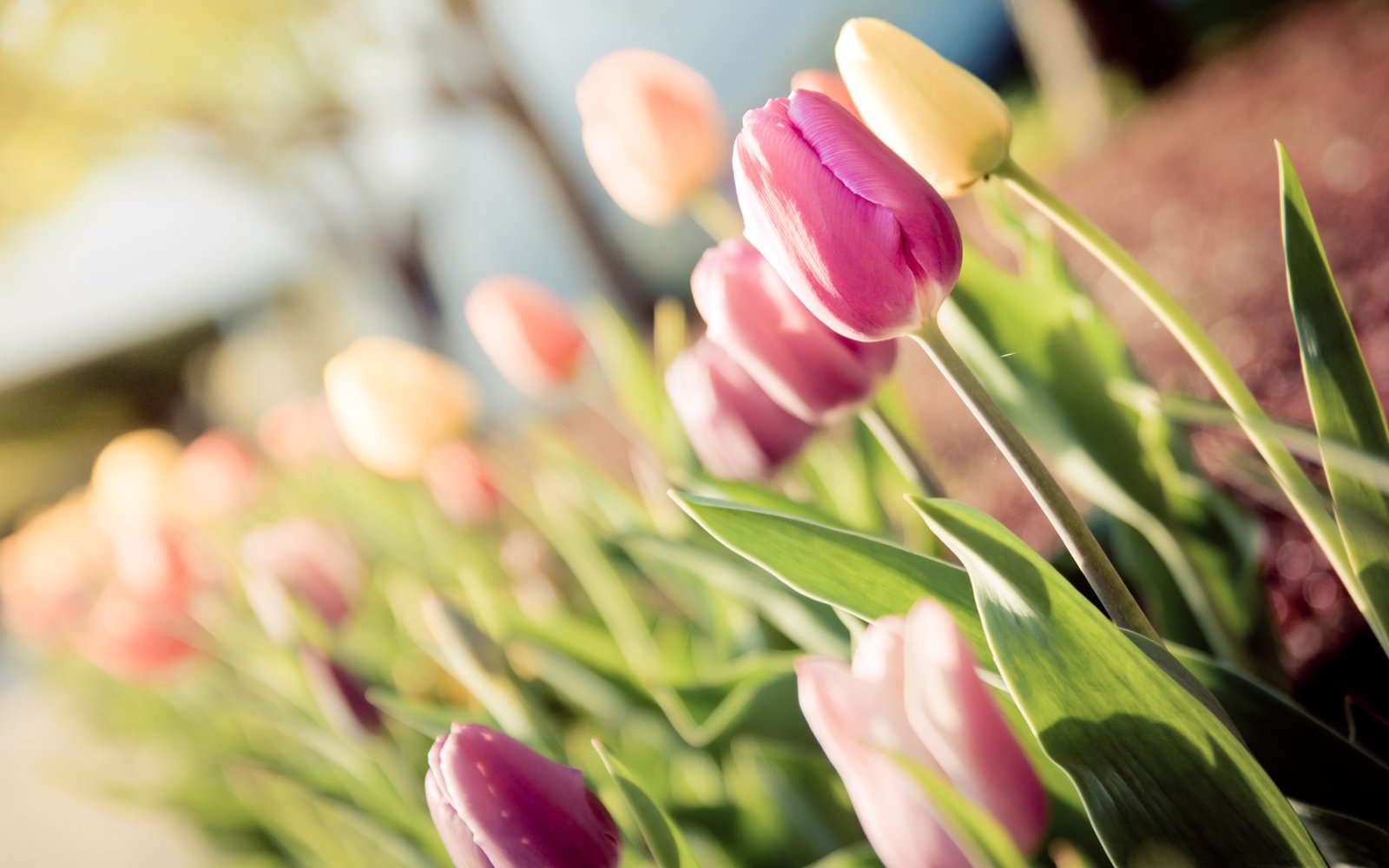 hình ảnh hoa tulip đẹp