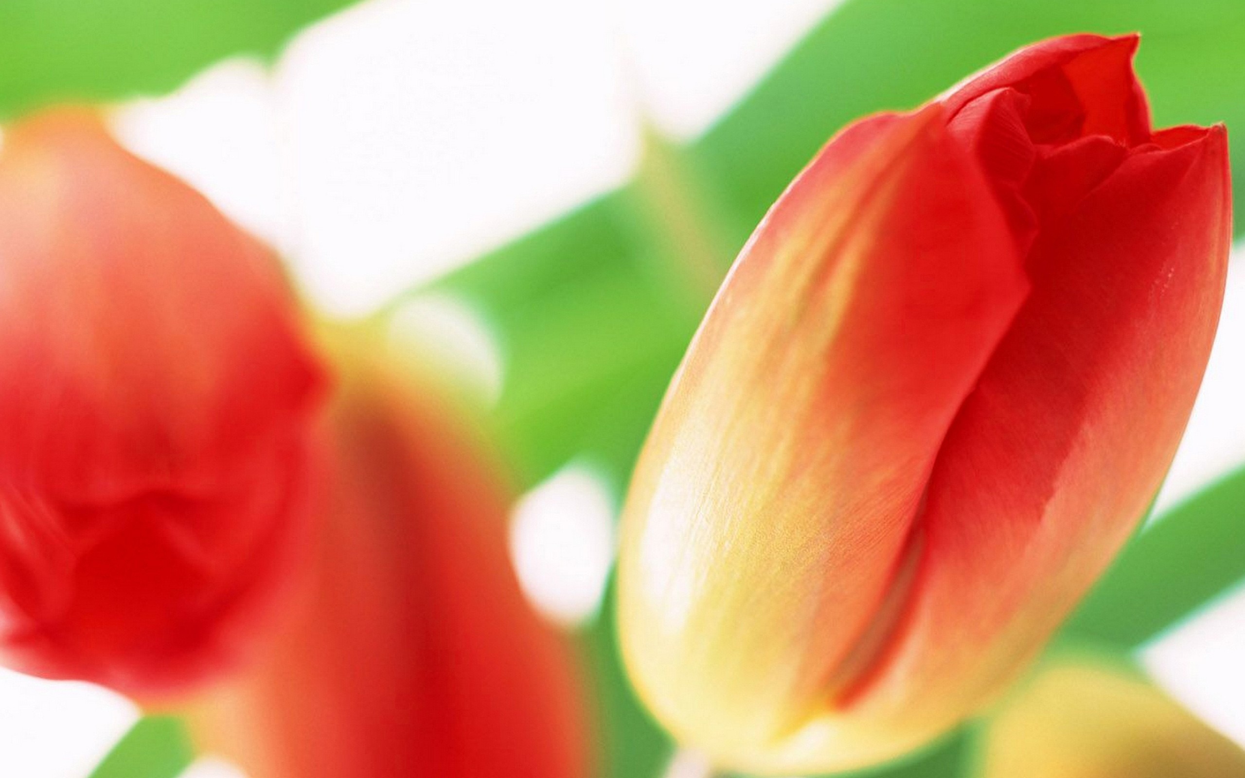 hinh nen hoa tulip 13