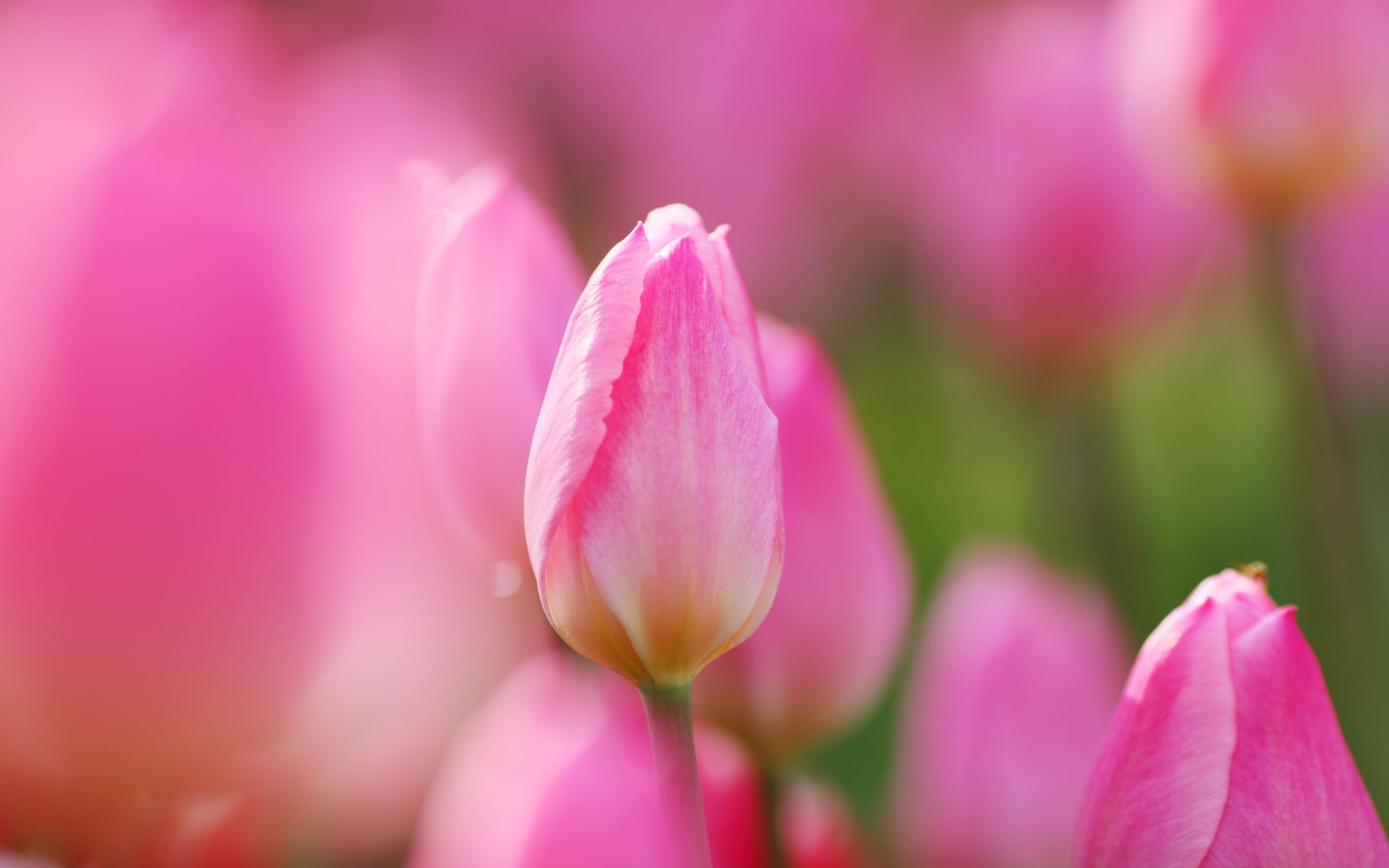 hình ảnh tulip đẹp 