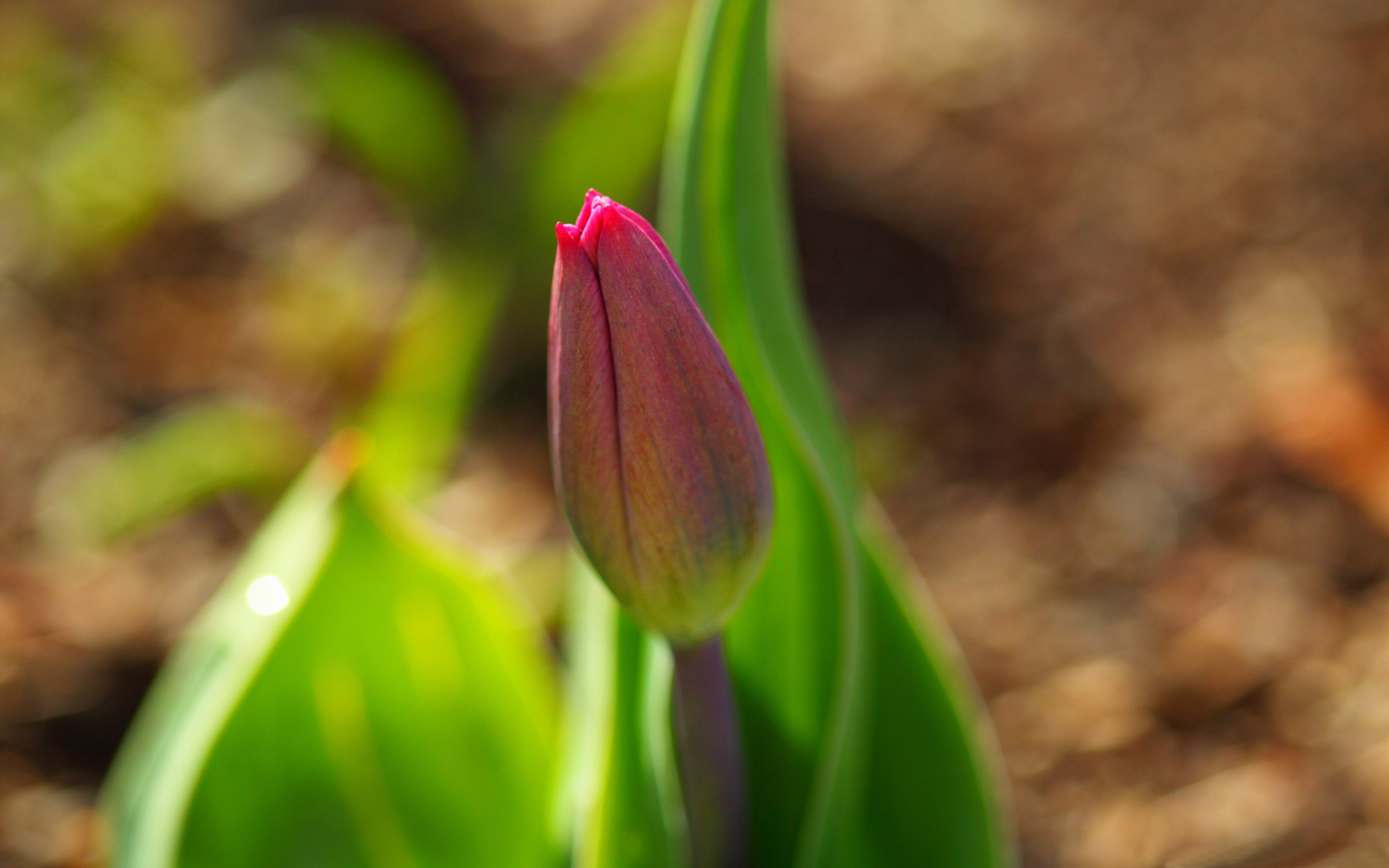 hinh nen hoa tulip 8