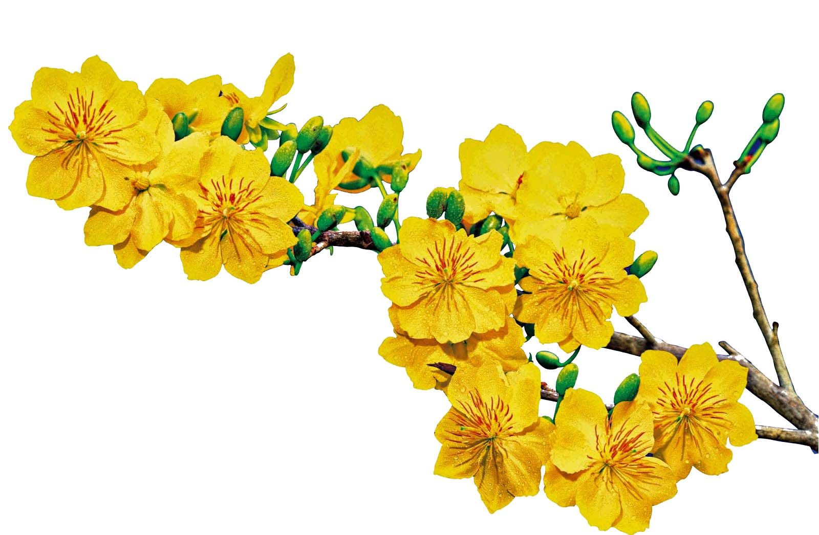 Top 50 hình nền hoa mai vàng rực rỡ như nắng mang Tết đến - REC ...
