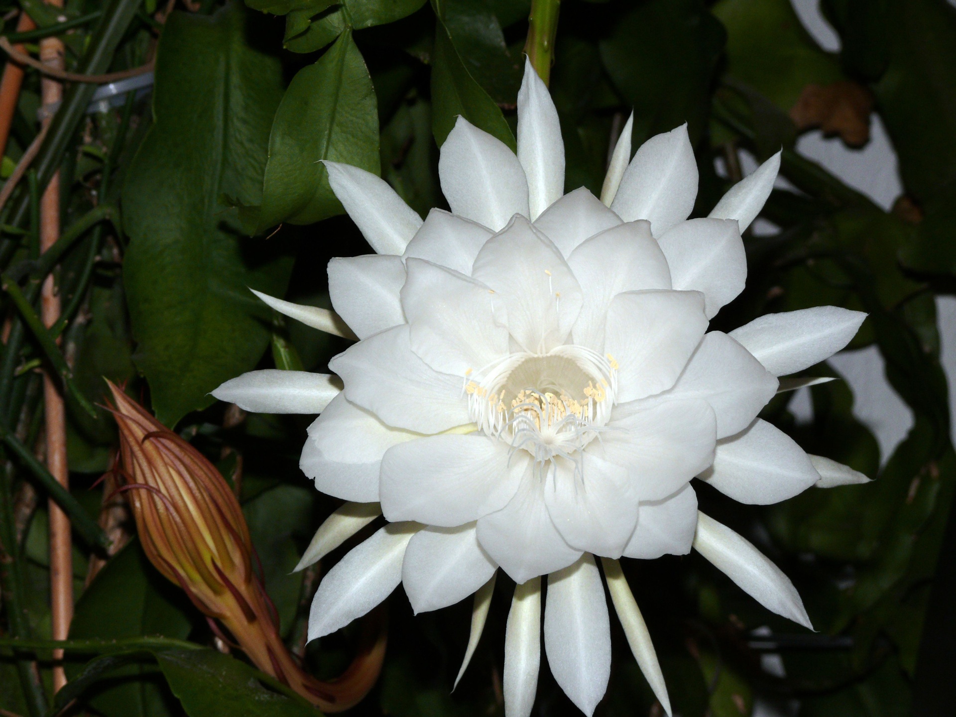 Hình ảnh hoa quỳnh đẹp loài hoa độc đáo chỉ nở về đêm