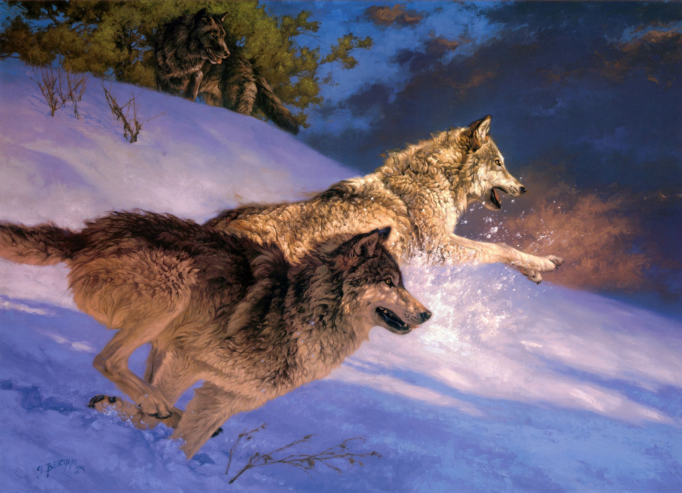 Tuyển tập hình nền chó sói hoang dại và mạnh mẽ nhất