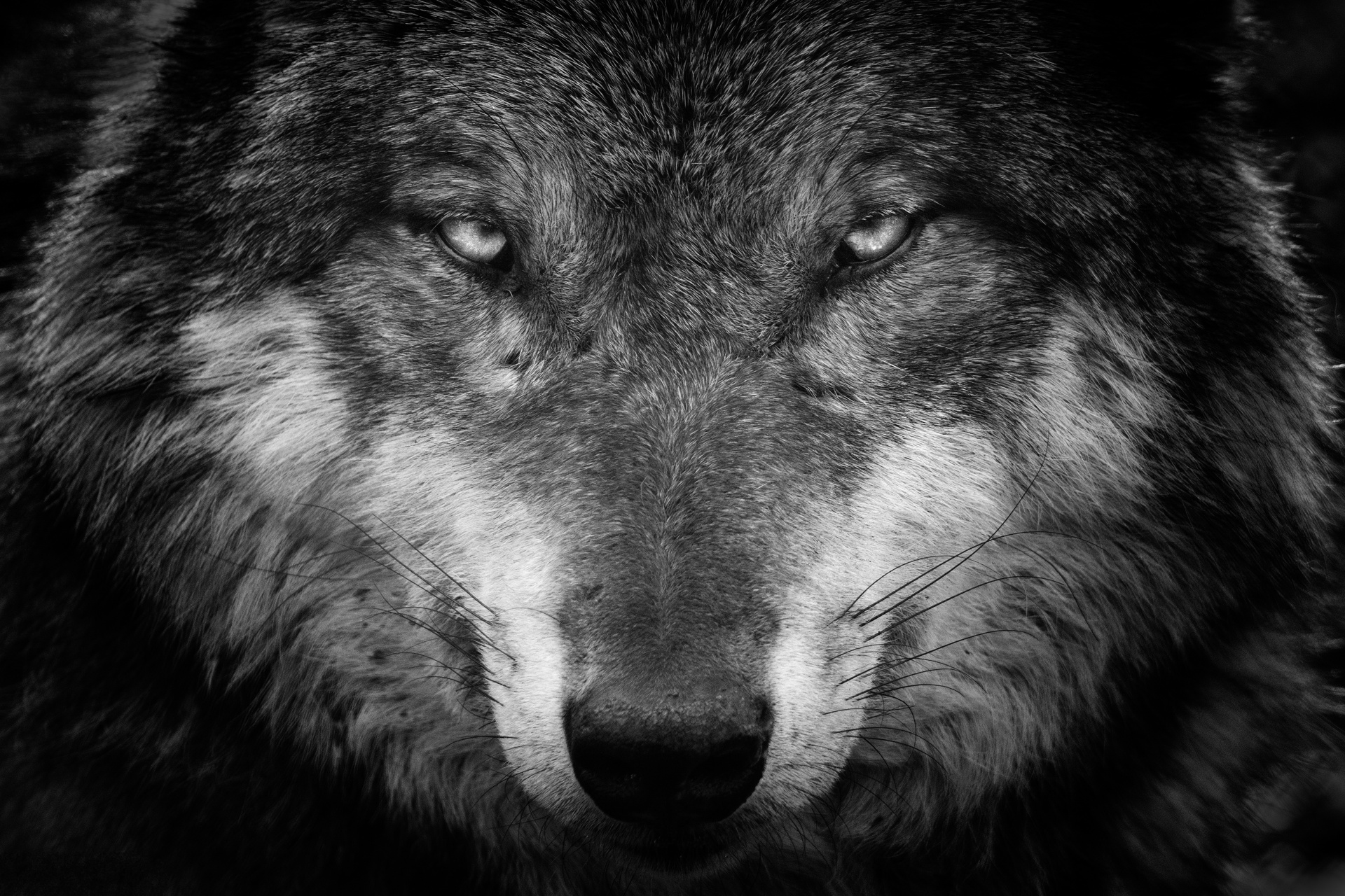 Tuyển tập hình nền chó sói hoang dại và mạnh mẽ nhất