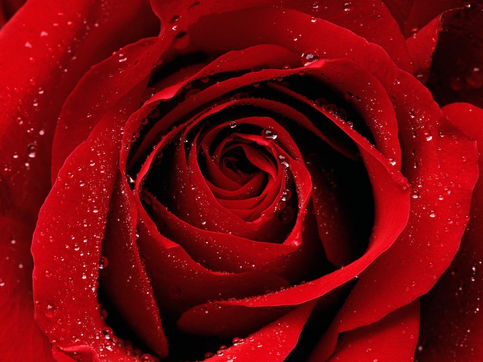 Ảnh bông hồng đỏ đẹp